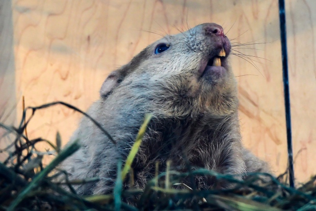 groundhog-day-canada-20150202.jpg