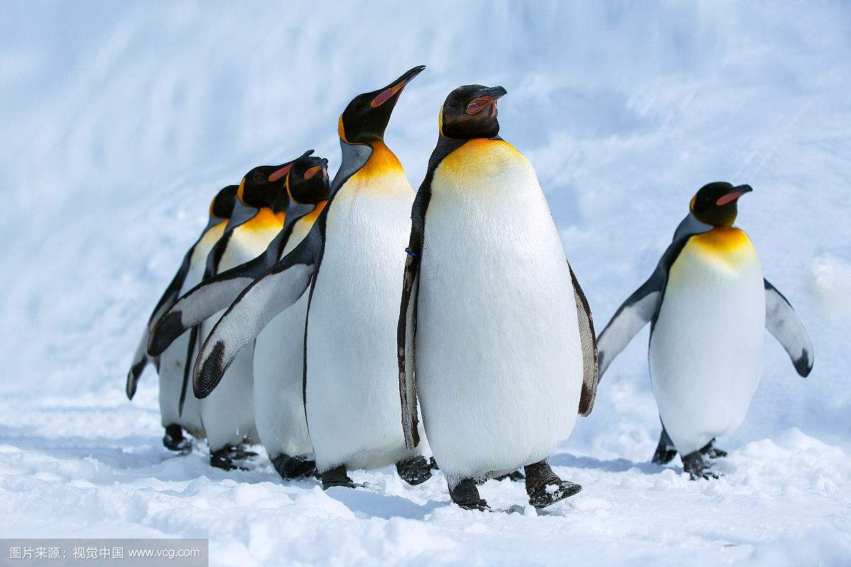 动物园不得不把企鹅带回室内！ 企鹅宝宝：窝也hin怕加拿大的冷空气啊....综合资讯_蒙特利尔垂直频道_蒙城汇-  www.mengchenghui.com