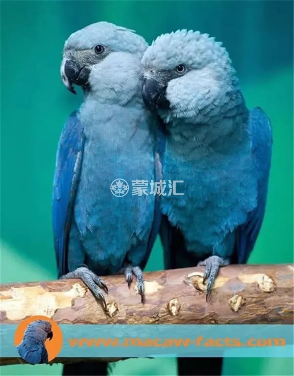 天呐……动画片里的这只小蓝鸟，灭绝了！综合资讯_蒙特利尔垂直频道_蒙城 