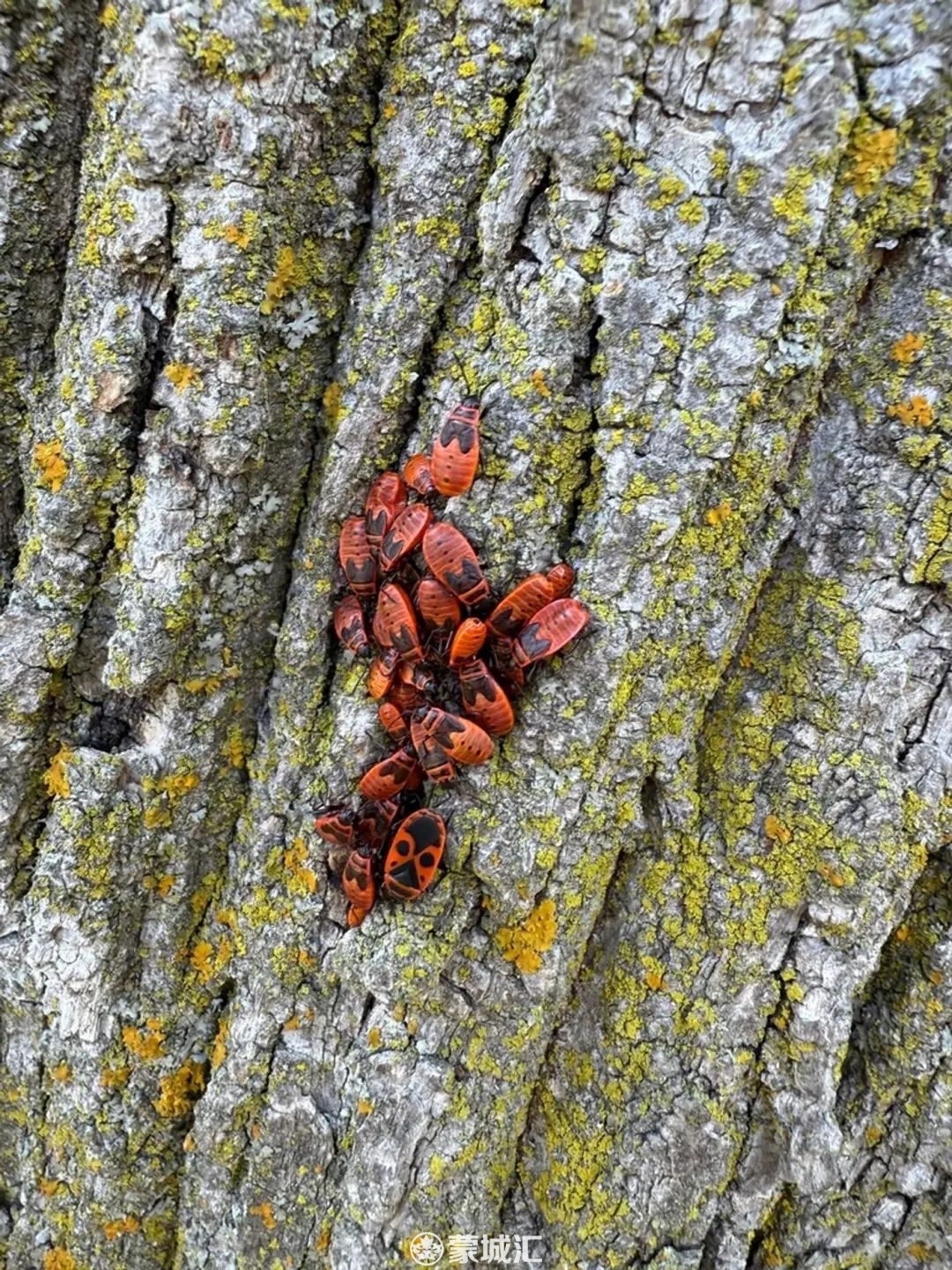 安大略省多地现大量红黑小虫！学名“欧洲红蝽”，夏季活跃但对人宠无害，防治有妙招本地热闻_蒙特利尔垂直频道_蒙城汇-