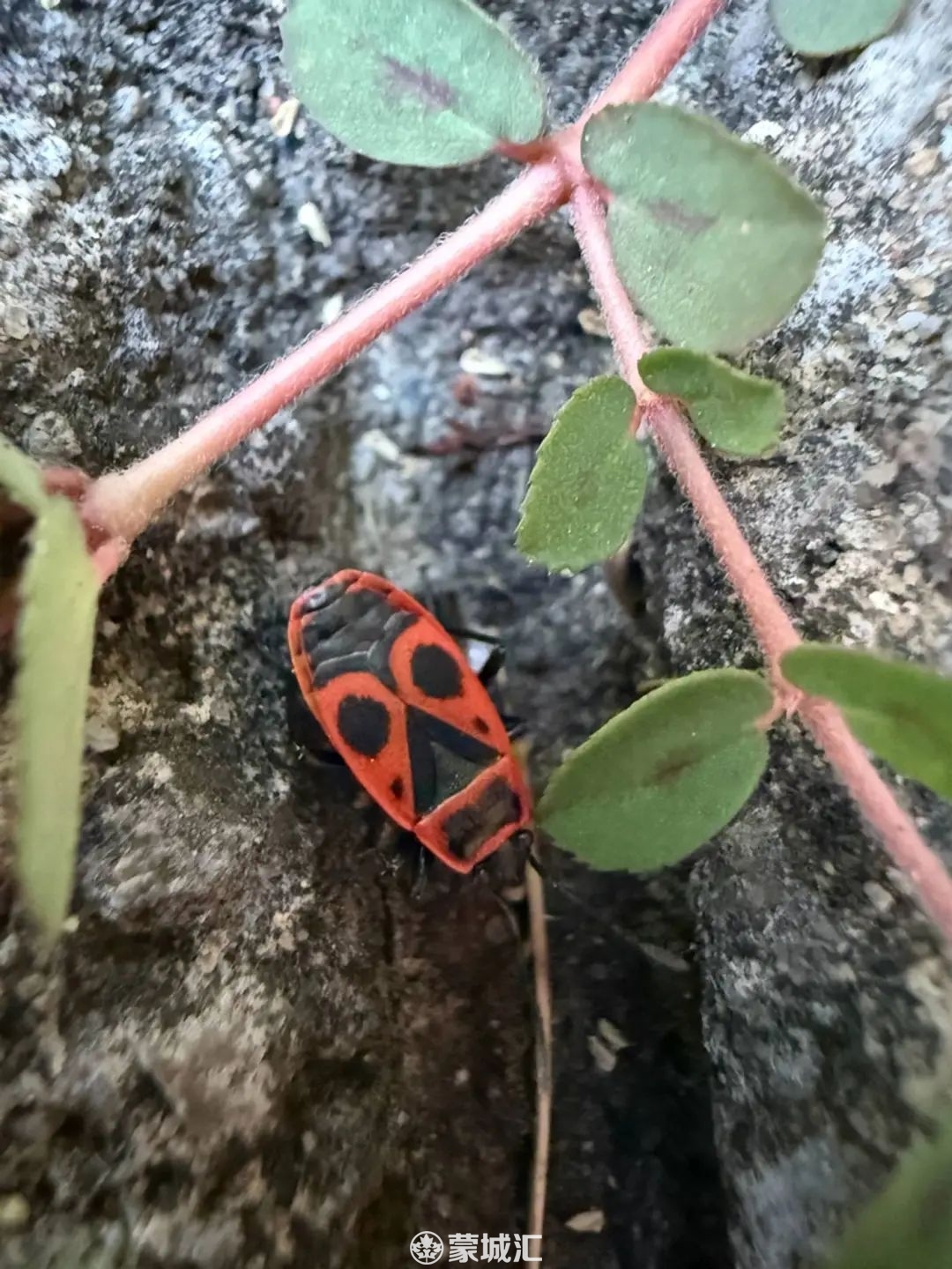 安大略省多地现大量红黑小虫！学名“欧洲红蝽”，夏季活跃但对人宠无害，防治有妙招本地热闻_蒙特利尔垂直频道_蒙城汇-
